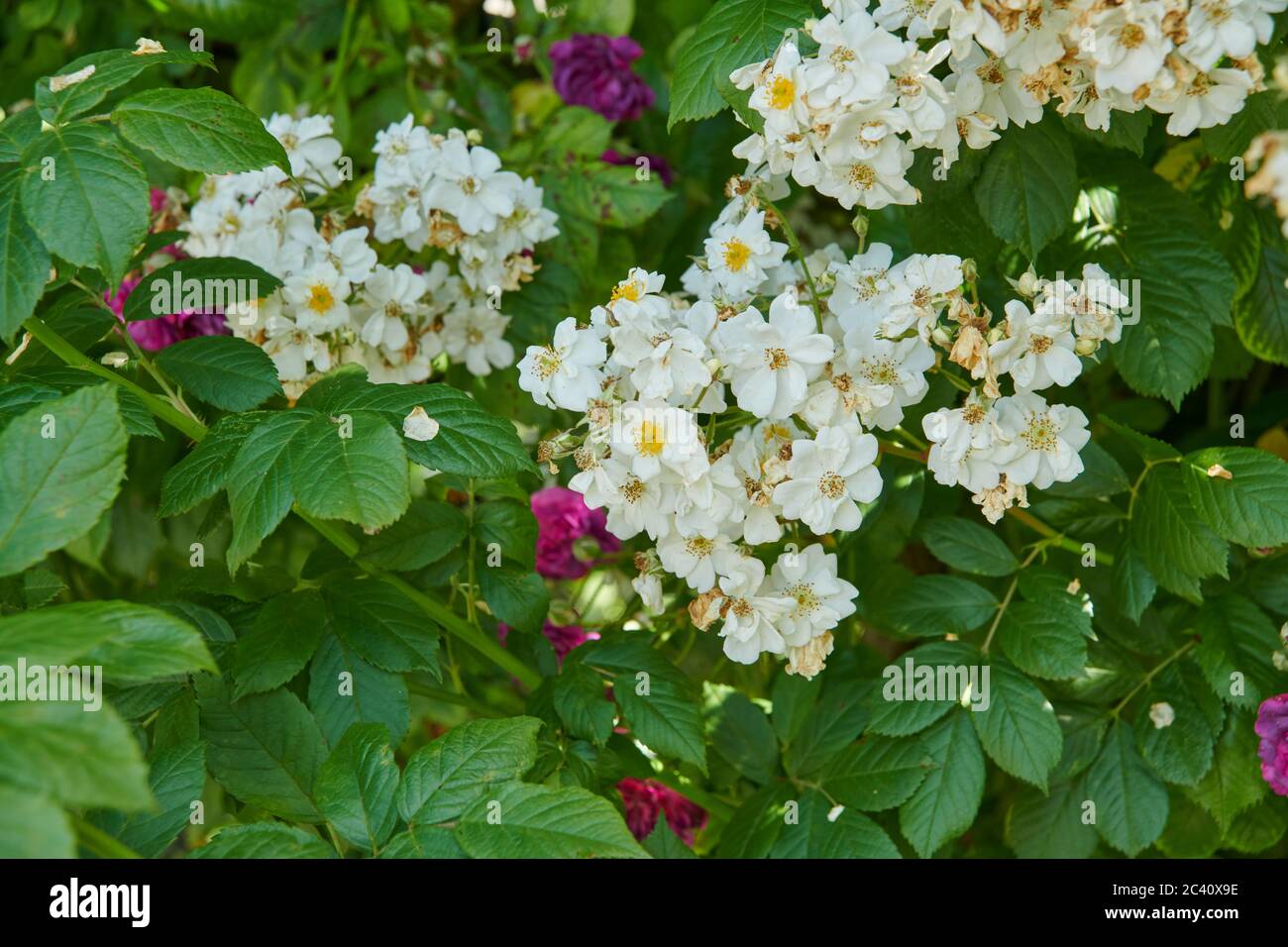 Scharlach-firethorn (Pyramicantha coccinea) benannt nach seinen leuchtend roten Beeren in den Wintermonaten. Stockfoto