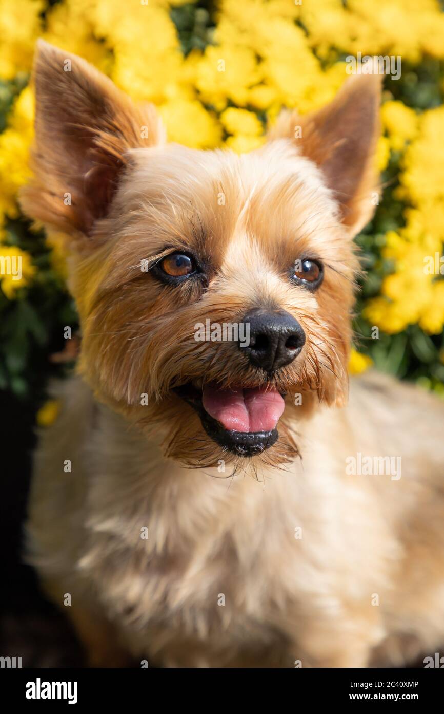 Porträt von Silky Terrier mit gelben Mums in unscharfem Hintergrund Stockfoto