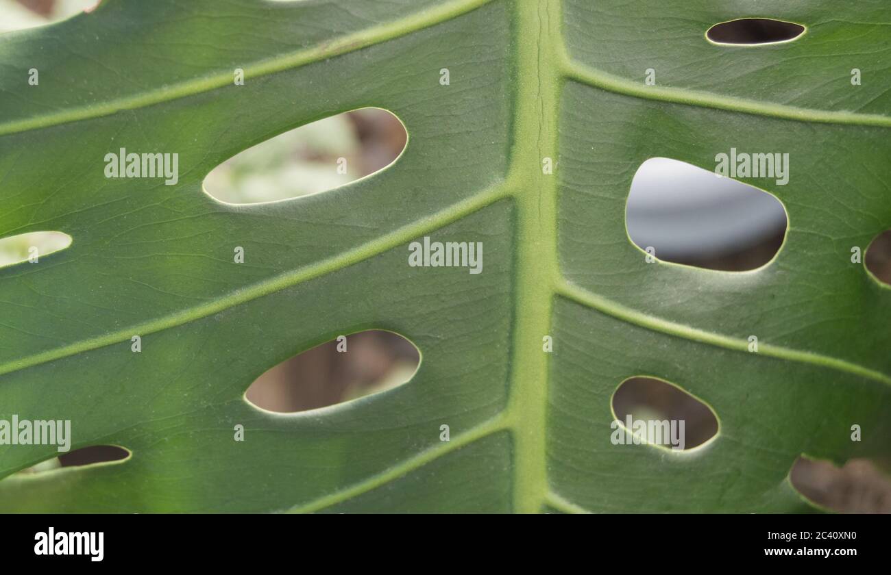 Nahaufnahme von tropischen Monstera-Blättern mit Löchern, grüne  Blattstruktur der Pflanze Stockfotografie - Alamy