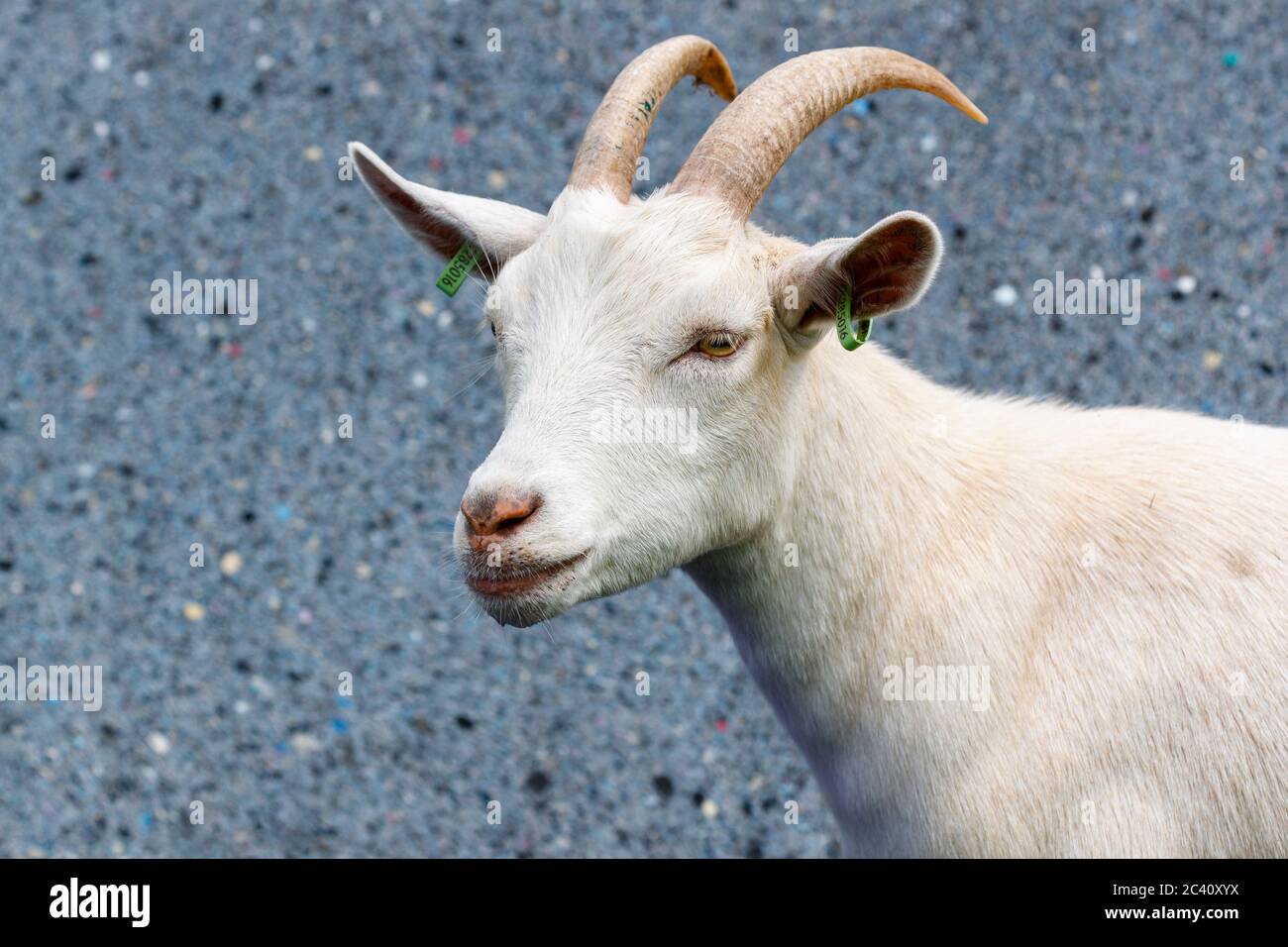 Weibliche (Kindermädchen) Westafrikanische Zwergziege, Capra hircus, bei Birdworld, bei Farnham an der Grenze zwischen Hampshire und Surrey Stockfoto