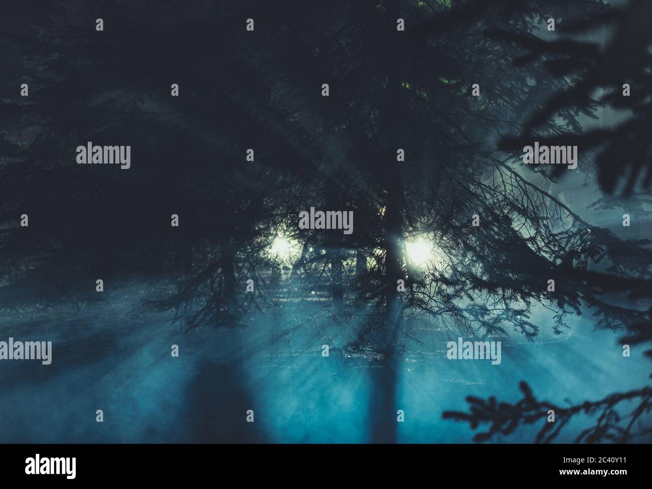 Zwei geheimnisvolle Lichter im dunklen Wald während der Nacht Konzeptfoto. Seltsame Glühende Kugeln Zwischen Fichtenbäumen. Stockfoto