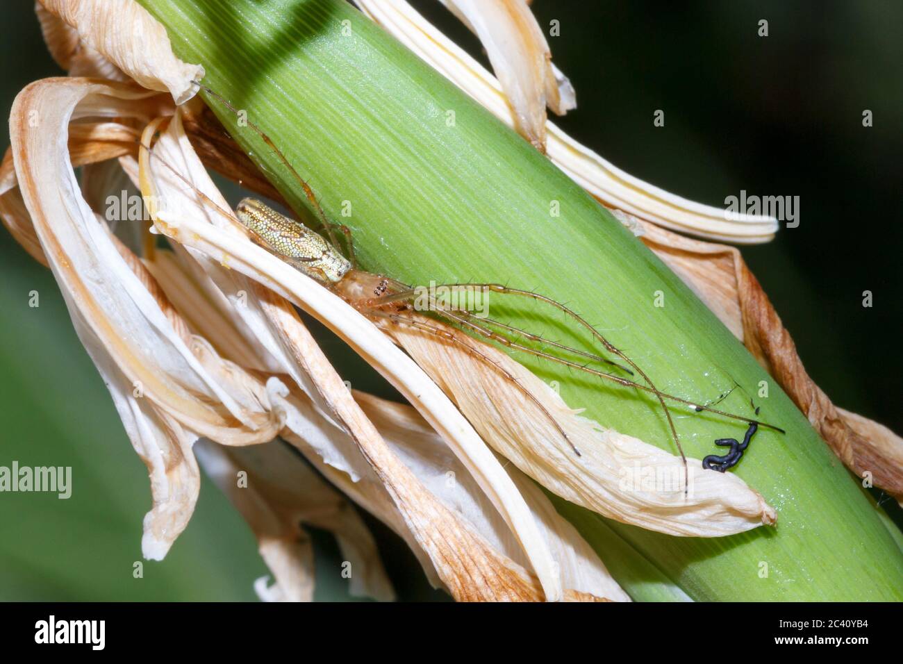 Tetragnatha extensa Spinne, Garten, Sussex, Großbritannien Stockfoto