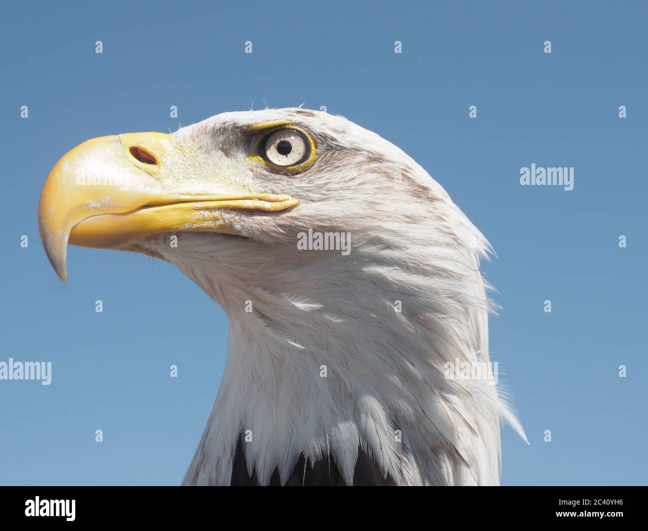 Weißkopf-Seeadler-Kopf Stockfoto