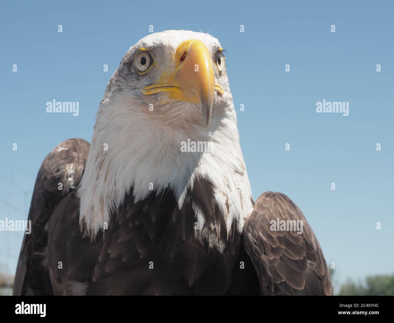Weißkopf-Seeadler Stockfoto