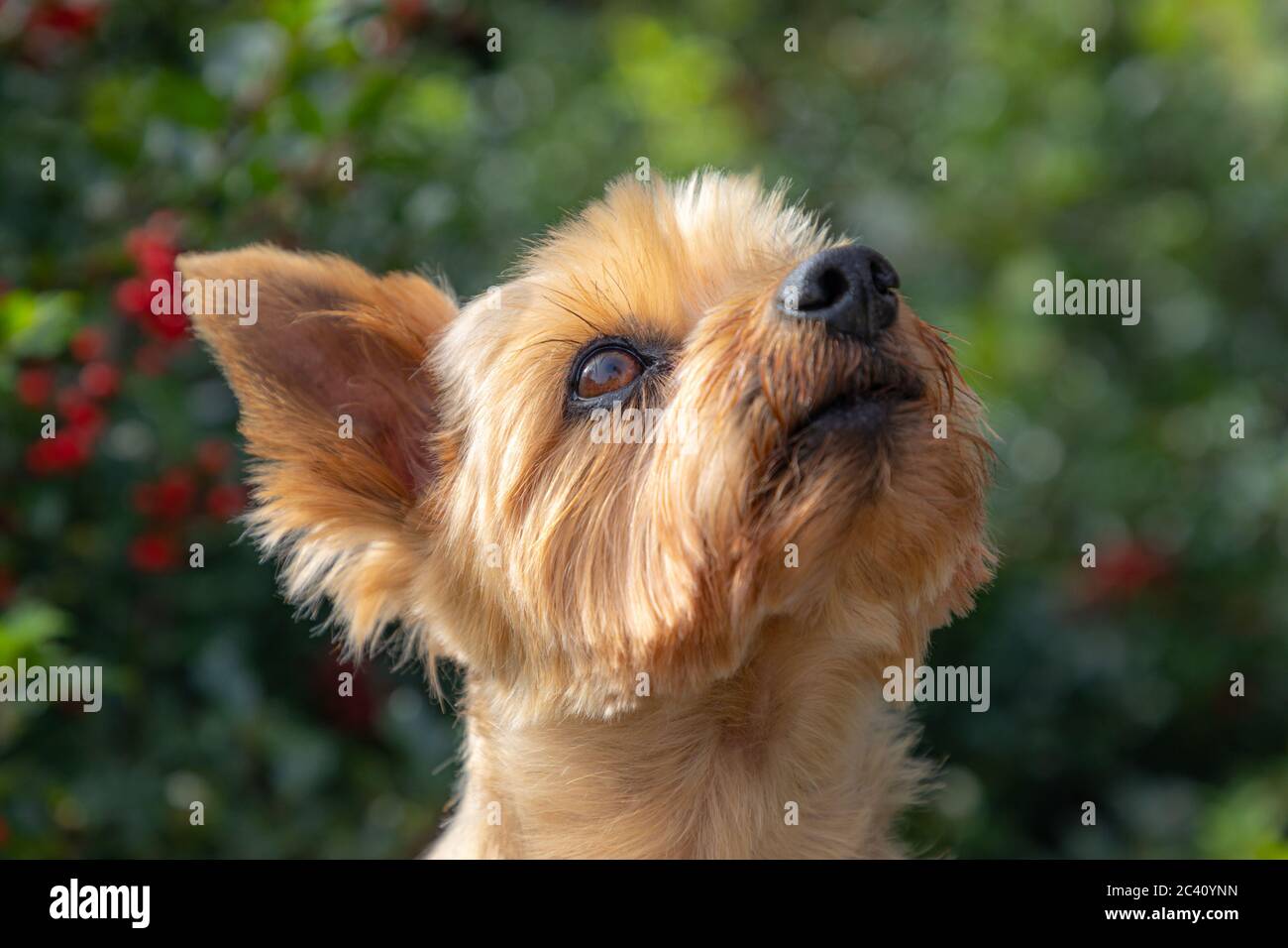 Porträt von Silky Terrier mit grünen Sträuchern in unscharfem Hintergrund Stockfoto