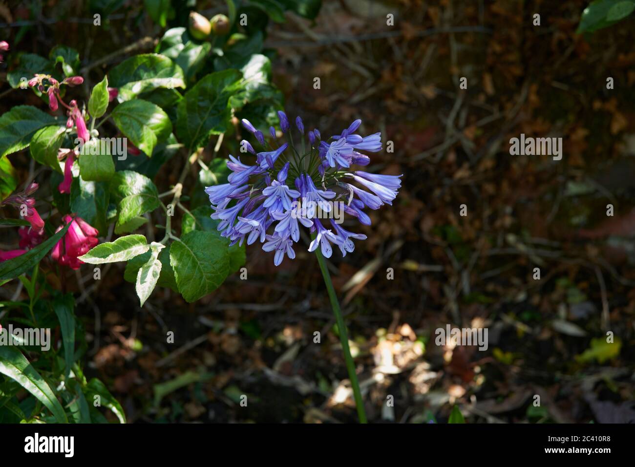 Agapanthus praecox, Nillilie, Afrikanische Lilie Stockfoto