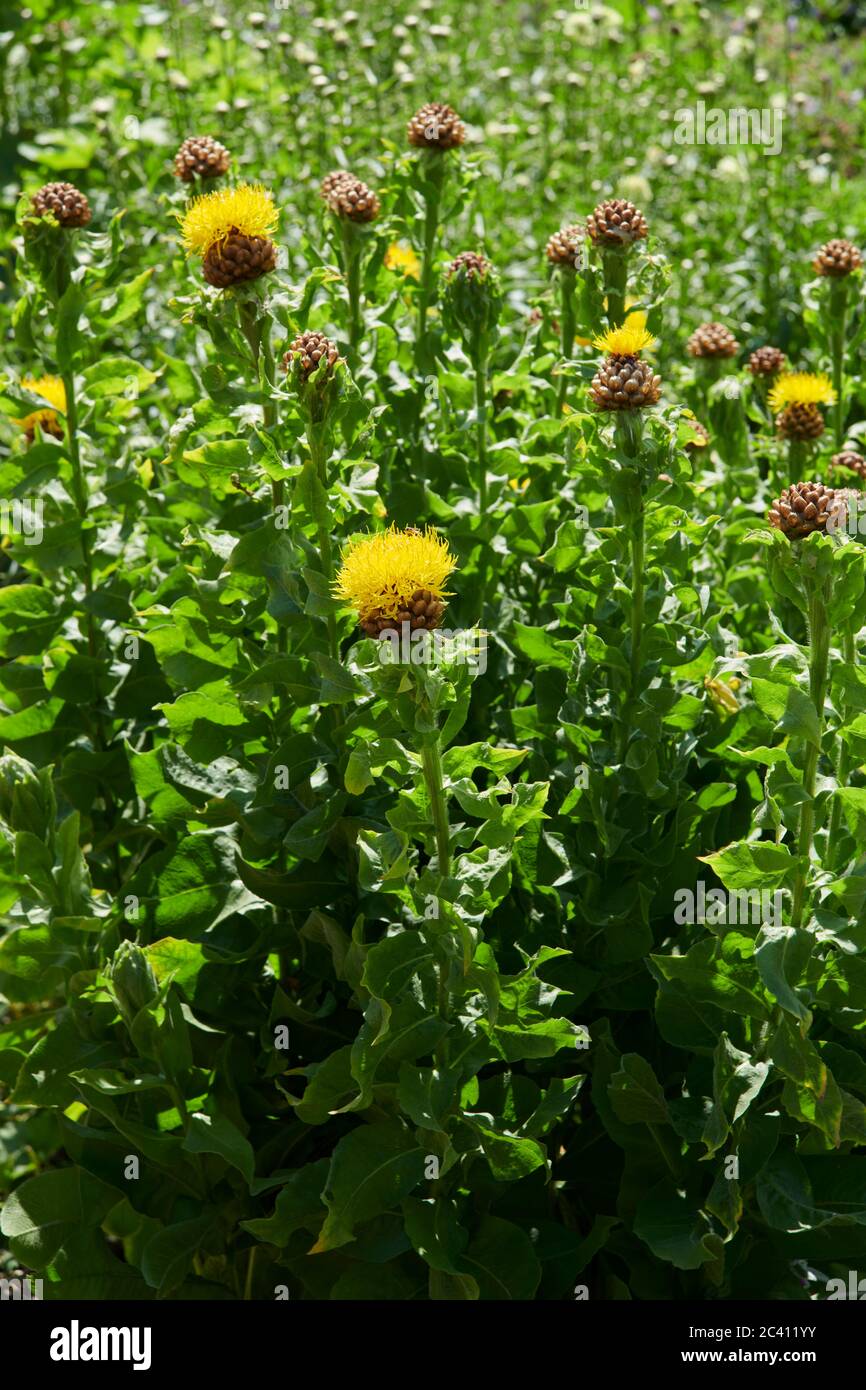 Großkopf- oder Riesenknapweed (Centaura macrocephaly), East Yorkshire, England, Großbritannien, GB. Stockfoto