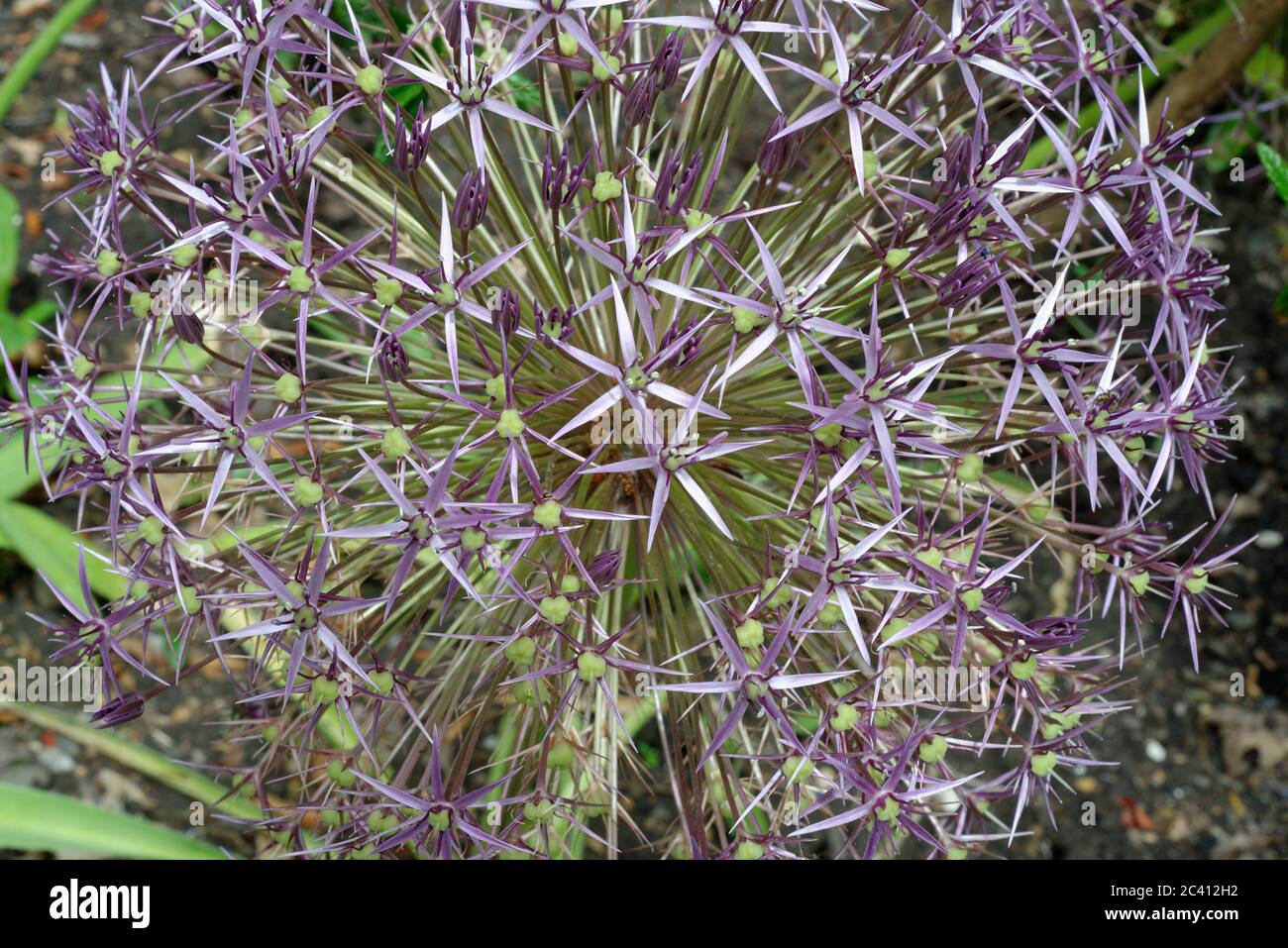 Ein lila Allium Blütenkopf im späten Frühjahr / Frühsommer. Auch bekannt als kultivierte Zwiebel/Knoblauch, produziert es eine große Zierblüte. Stockfoto