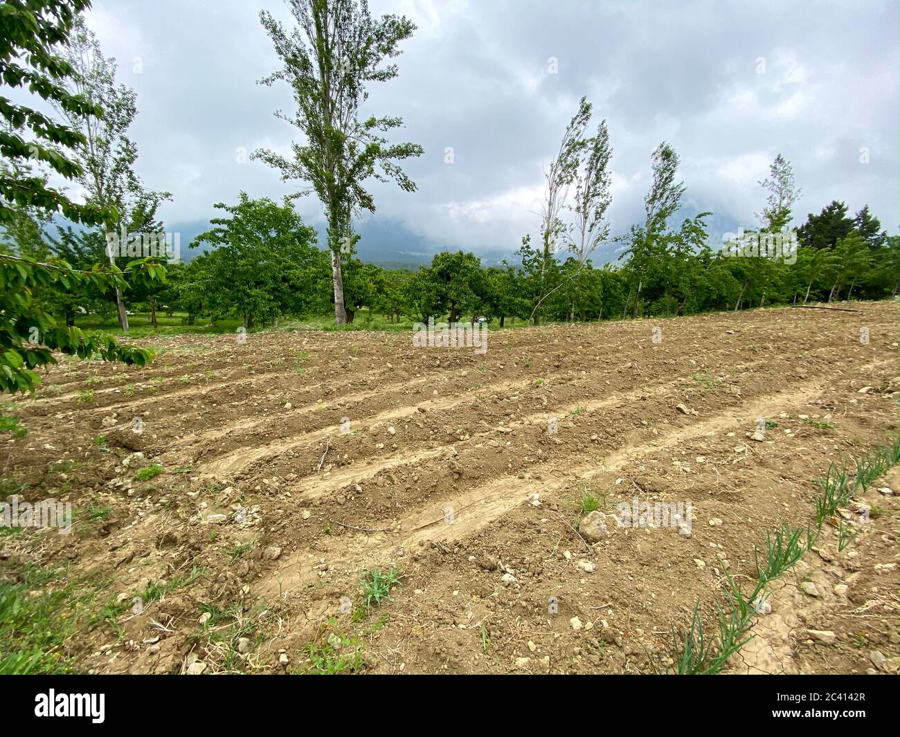 Nahaufnahme von Reihen von gesät Zwiebeln Pflanzen wachsen in den Lehmboden eines Gärtners. Feld mit grünen Zwiebeln Stockfoto