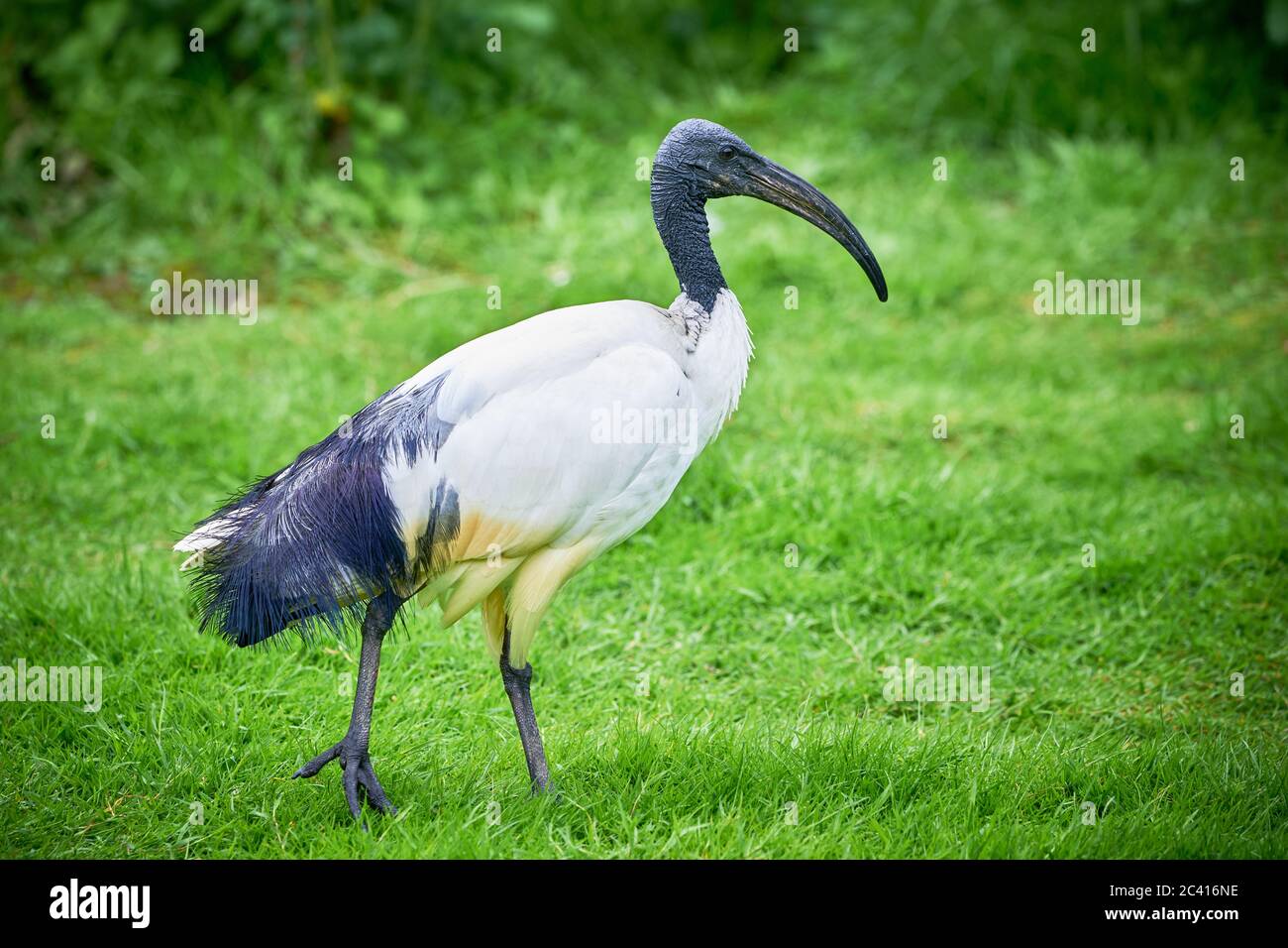 Schwarzkopfibis in natürlichem Lebensraum (Threskiornis melanocephalus) Stockfoto