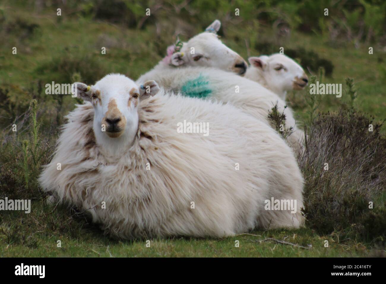 Flauschige Mutter Schafe mit großen Lämmern in einem engen Huddle Stockfoto