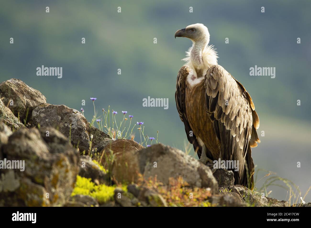 Griffon Geier sitzt auf diagonalen felsigen Gipfel in Bergen Stockfoto