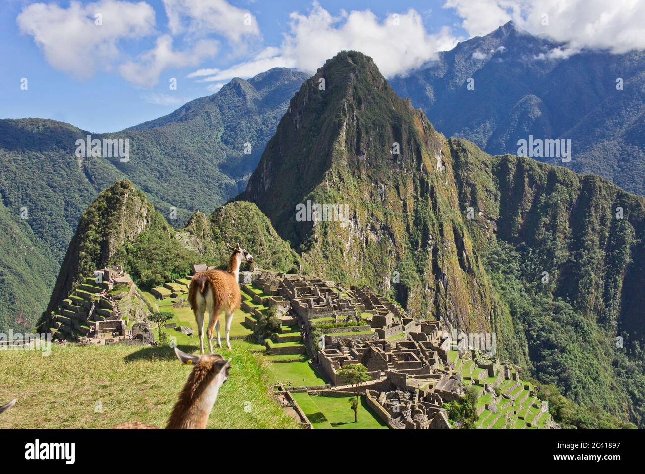 Lama vor dem historischen Heiligtum von Machu Picchu, Sonnentag, Cuzco, Sacred Valley, Peru Stockfoto