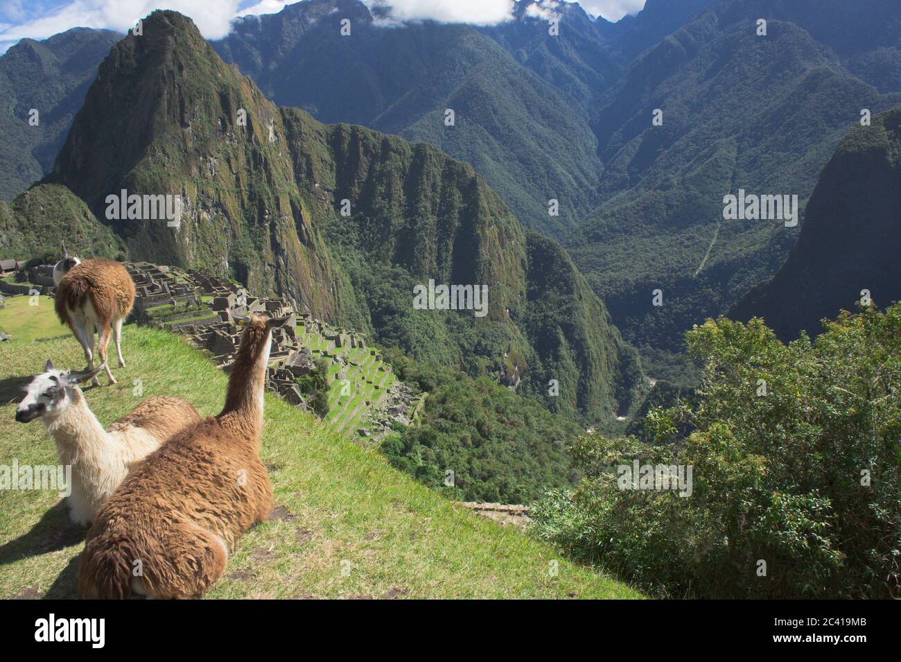 Lama vor dem historischen Heiligtum von Machu Picchu, Sonnentag, Cuzco, Sacred Valley, Peru Stockfoto