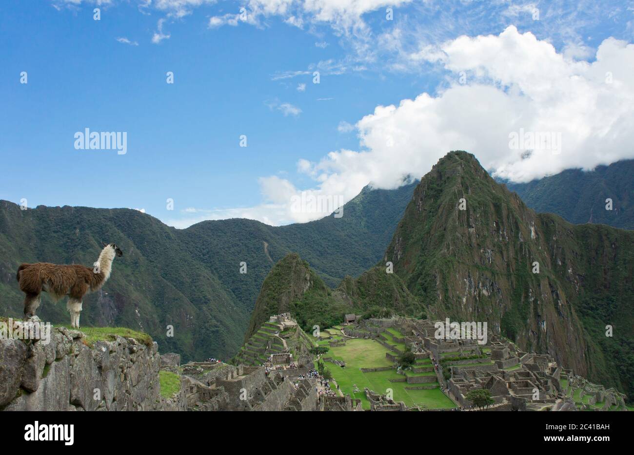 Lama vor dem historischen Heiligtum von Machu Picchu, Sonnentag, Cuzco, Sacred Valley, Peru Stockfoto