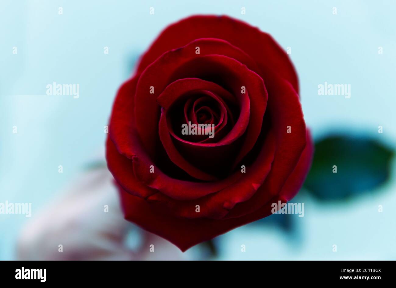 Modernes Foto Von Eleganten Rose Close Up Von Hand Gehalten Stockfoto