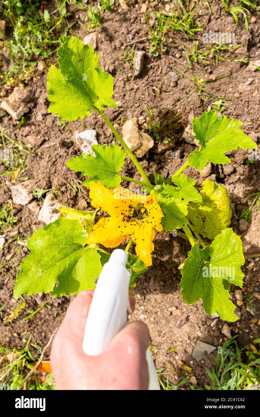 Hand mit Spray auf Zucchini gelbe Blume Pflanze von vielen schwarzen Blattläusen infiziert. Ohne Pestizide, mit Wasser, grüner Seife und Essig hergestellt. Stockfoto