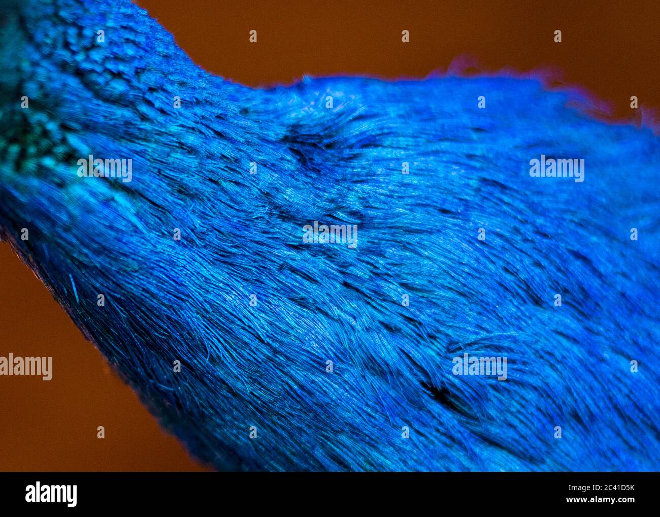 Federn eines männlichen Pfaus Stockfoto