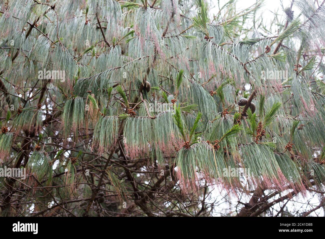 Pinus patula - mexikanische Weinkiefer, Nahaufnahme. Stockfoto