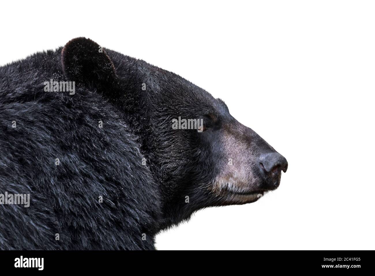 Amerikanischer Schwarzbär (Ursus americanus) Nahaufnahme des Kopfes vor weißem Hintergrund Stockfoto