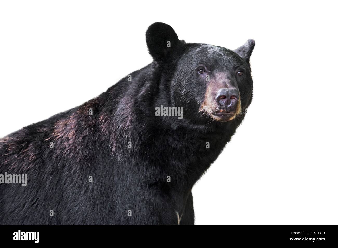 Amerikanischer Schwarzbär (Ursus americanus) Nahaufnahme Porträt vor weißem Hintergrund Stockfoto