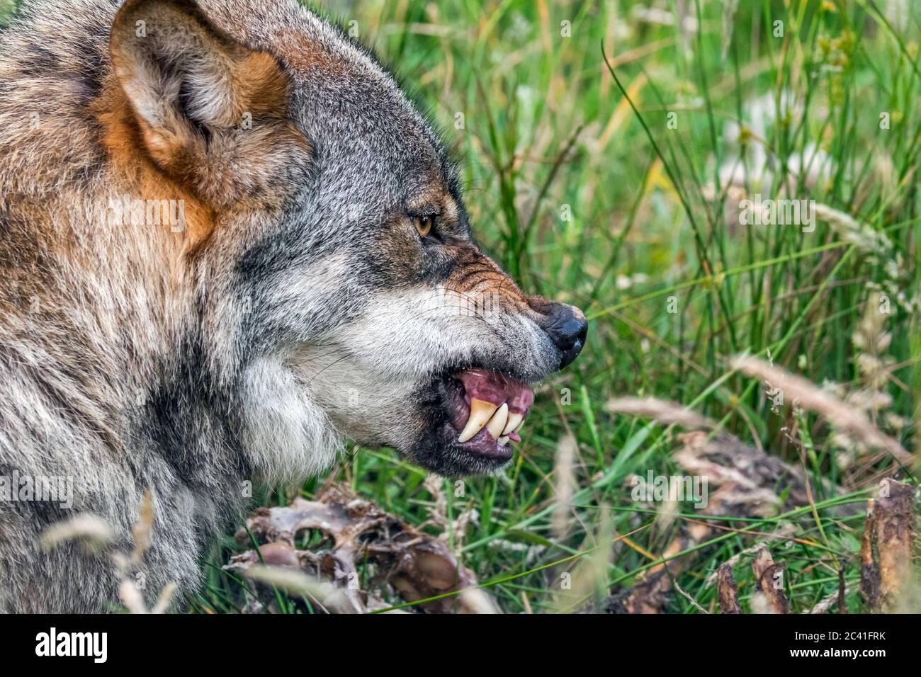 Wütend, aggressiv und bedroht Wolf (Canis lupus) zeigt faltige Nase und entblößt seine Zähne, wenn Packmitglied will von gleichen Schafskarkasse essen Stockfoto