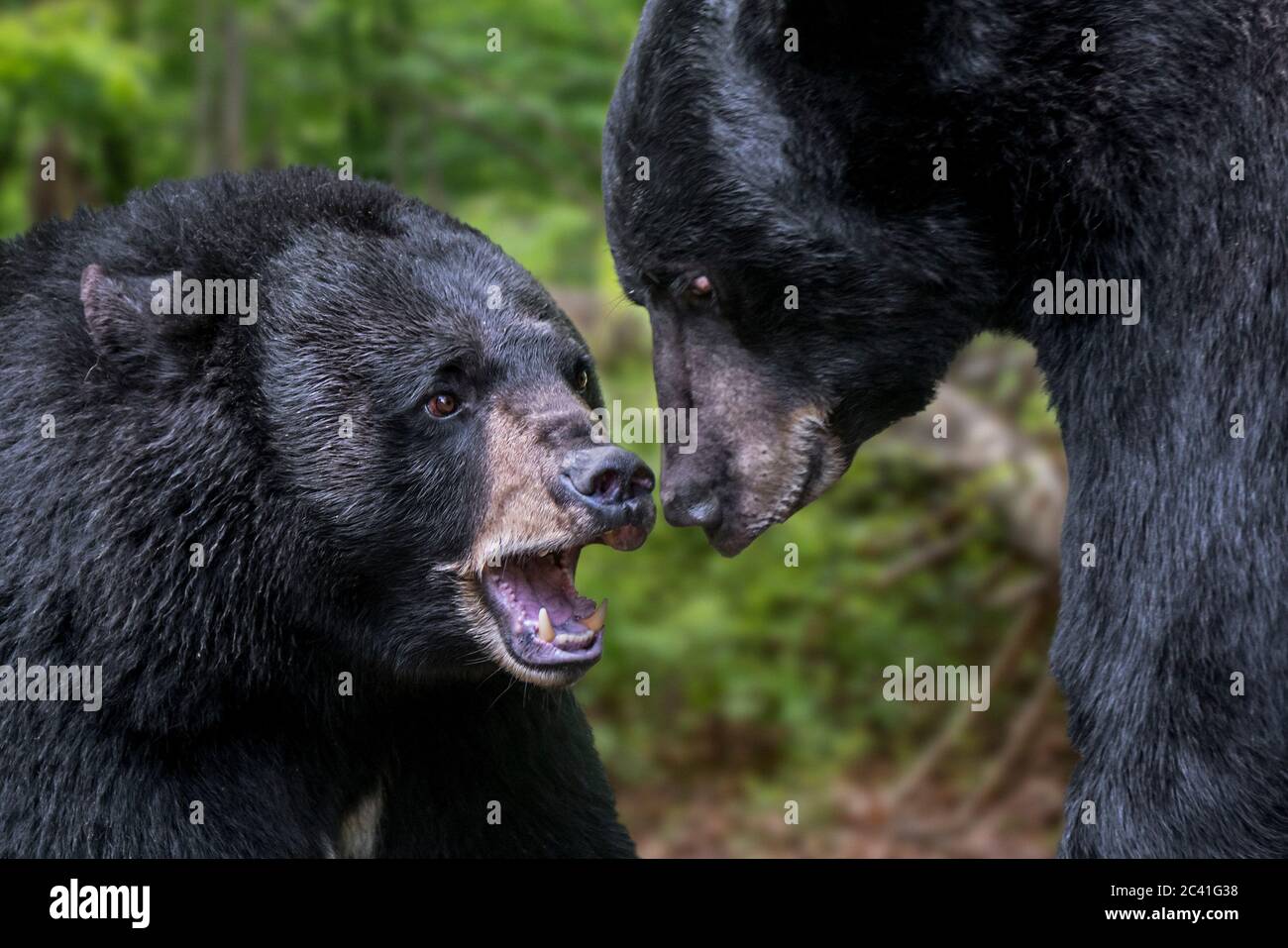 Nahaufnahme von zwei amerikanischen Schwarzbären (Ursus americanus), die im Wald kämpfen Stockfoto
