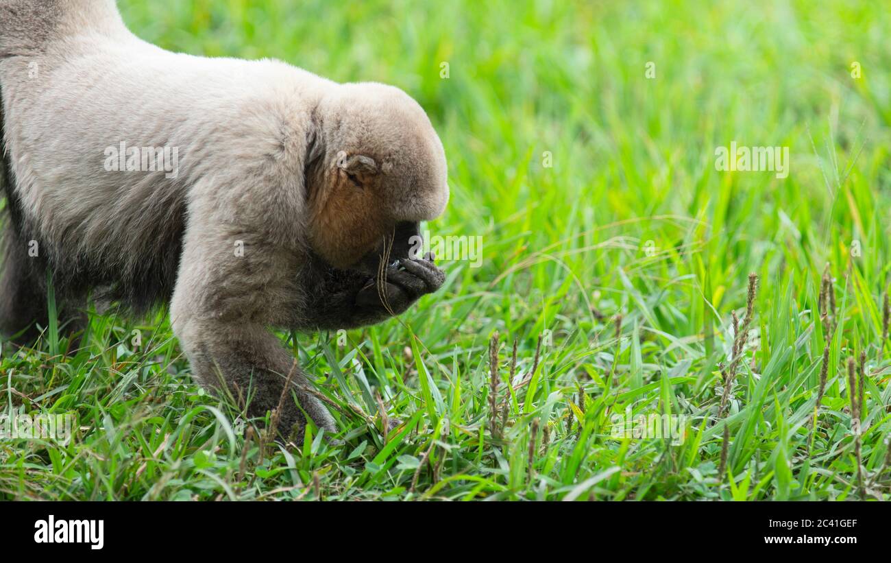 Affen Chorongo Essen in einem grünen Feld. Gewöhnliche Namen: Wollaffen, Chorongo-Affen. Wissenschaftlicher Name: Lagothrix lagoothricha Stockfoto