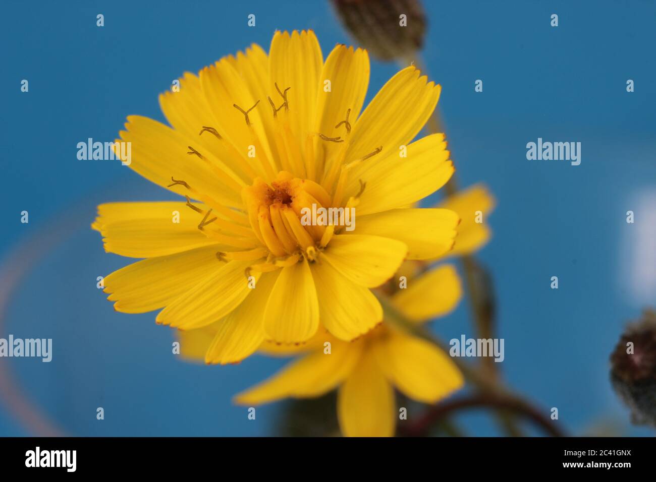 Glatter Weißbart (Crepis capillaris) Stockfoto