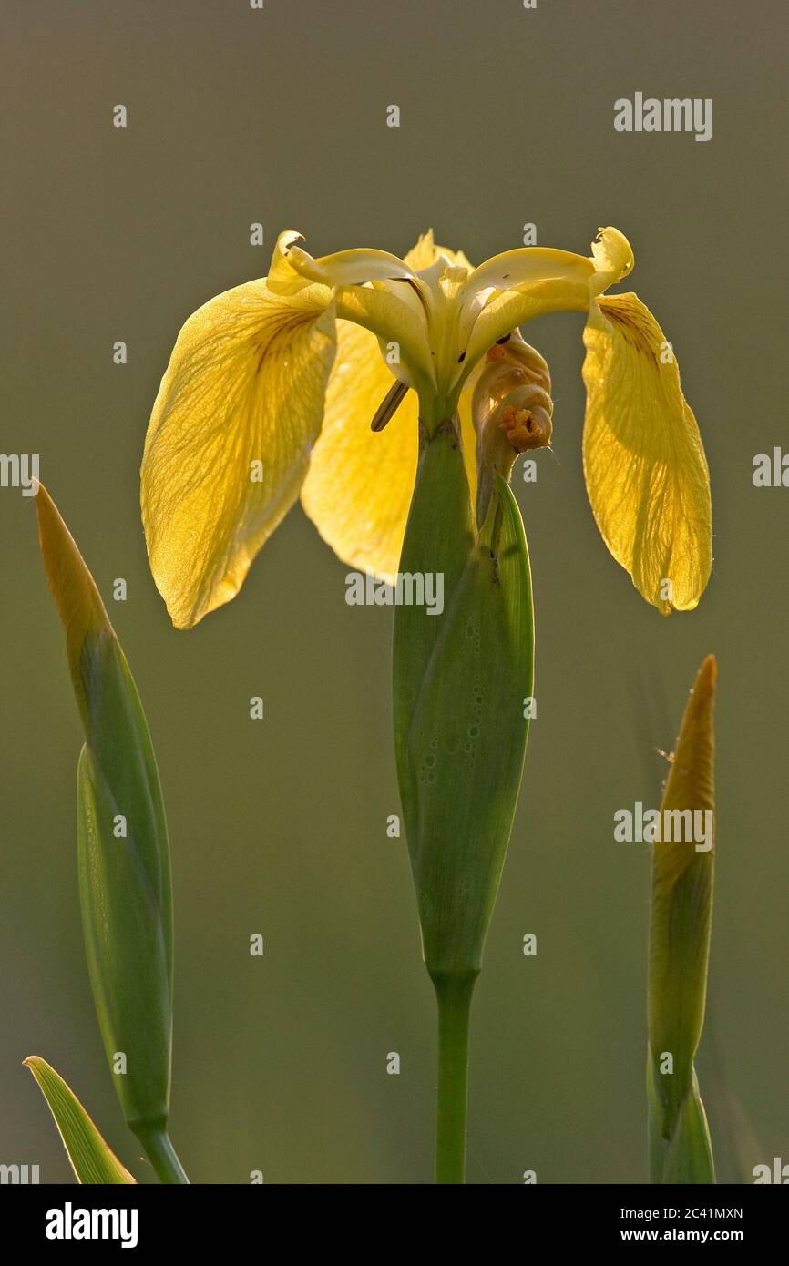 Iris-Plugs mit gelber Flagge (Iris pseudacorus) Stockfoto