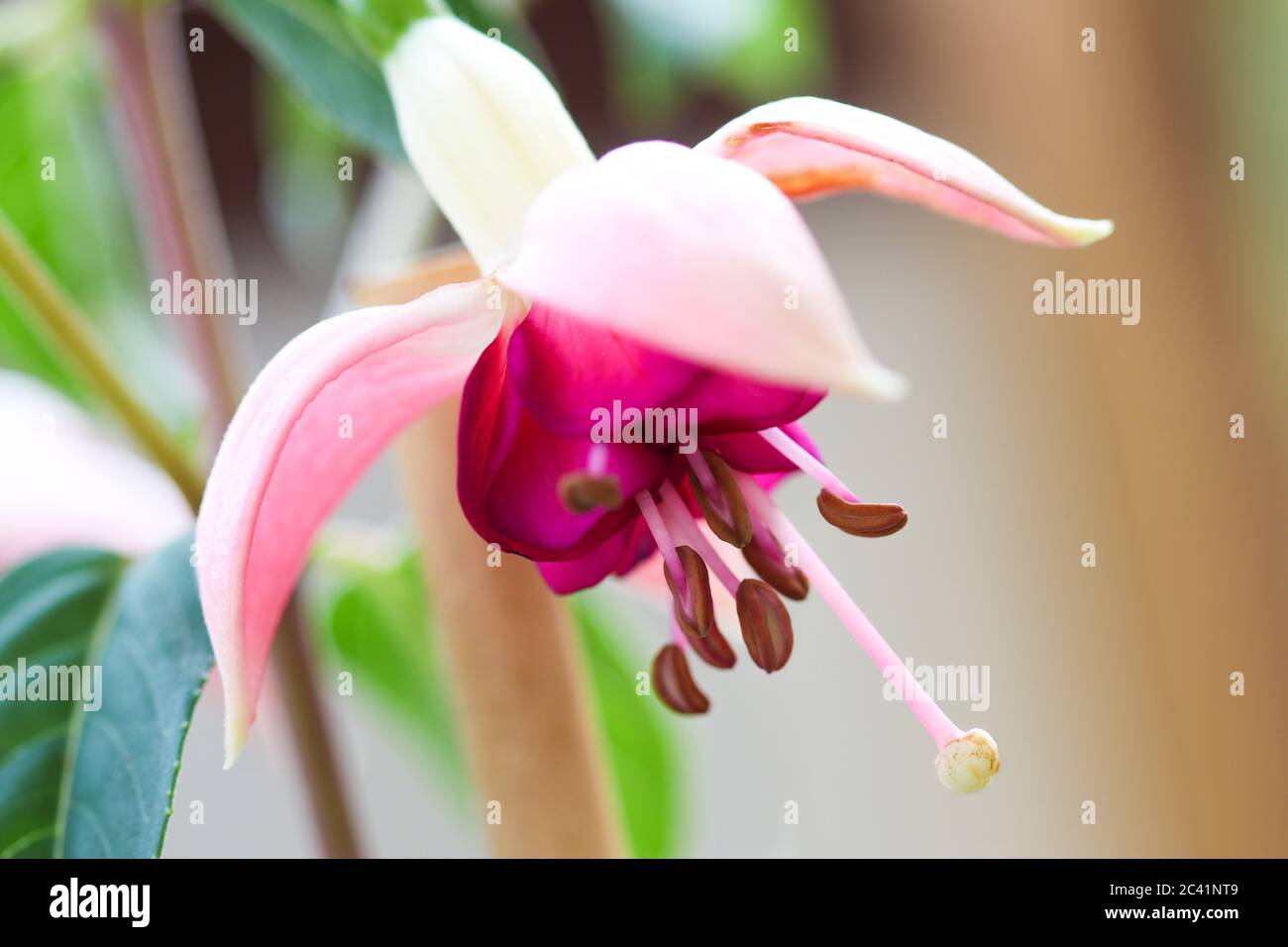 Nahaufnahme der rosa und lila Fuchsia Blume Stockfoto
