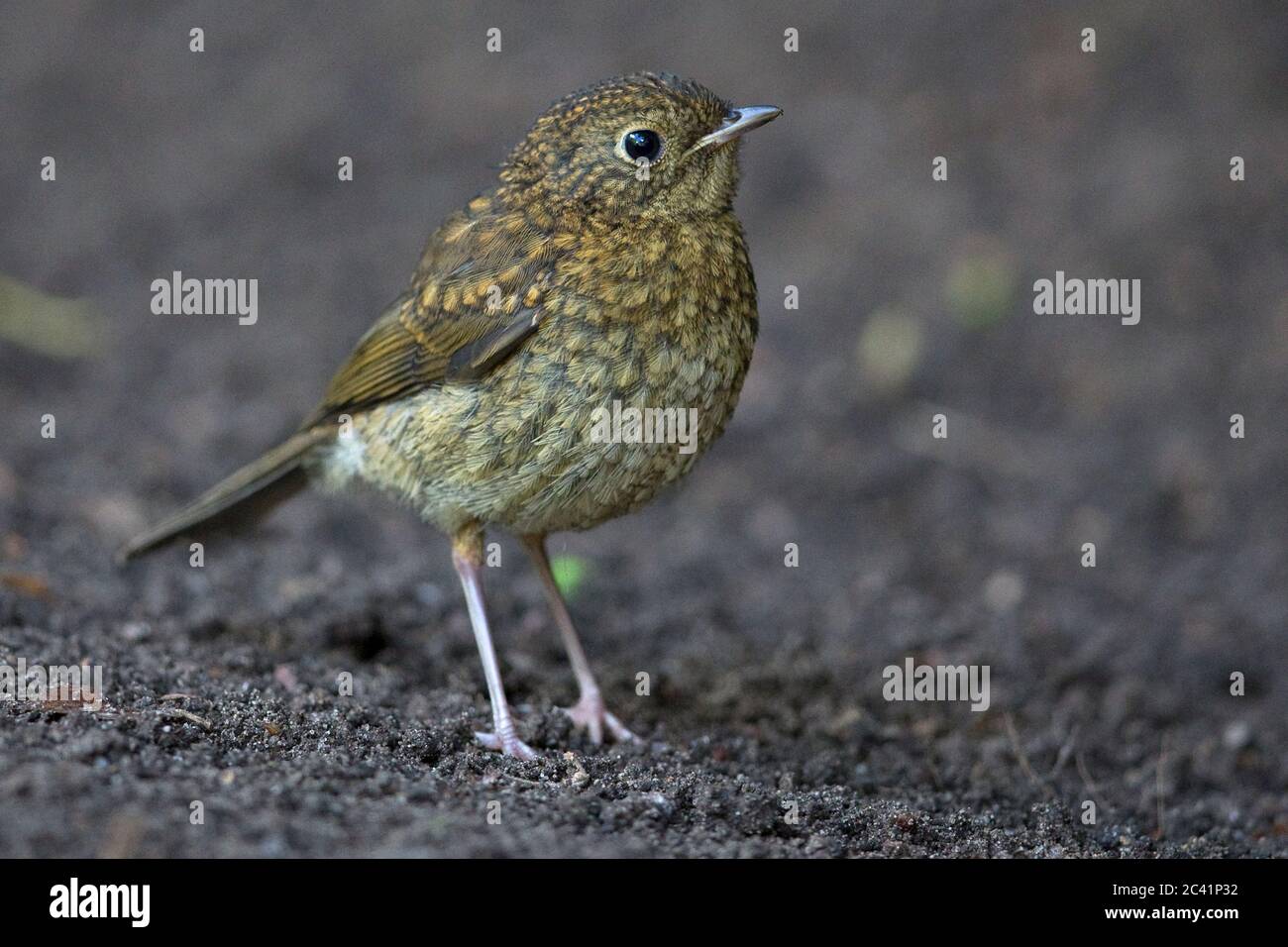 Robin (Erithacus Rubecula) Stockfoto