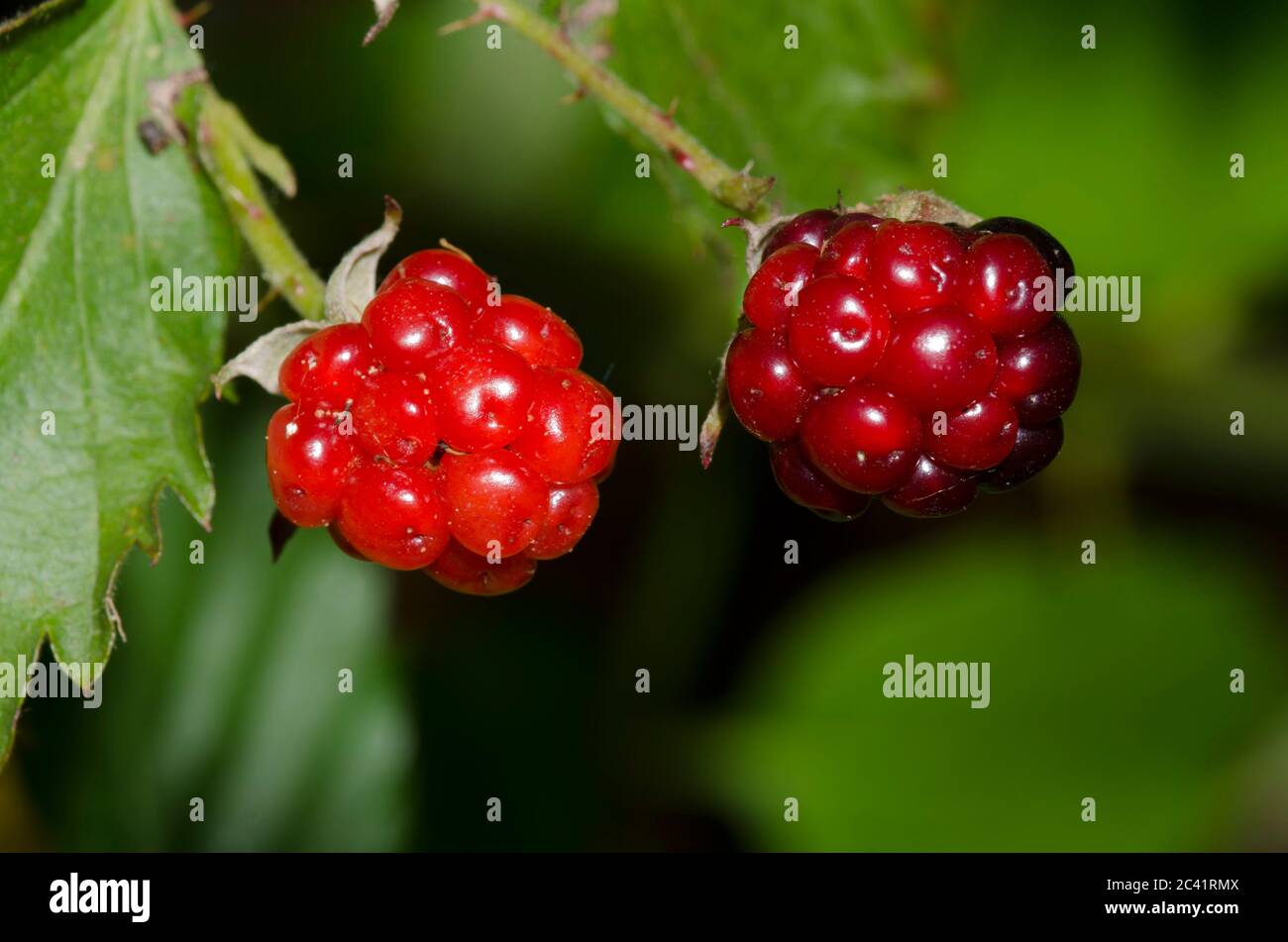 Bramble, Rubus sp., Obst Stockfoto