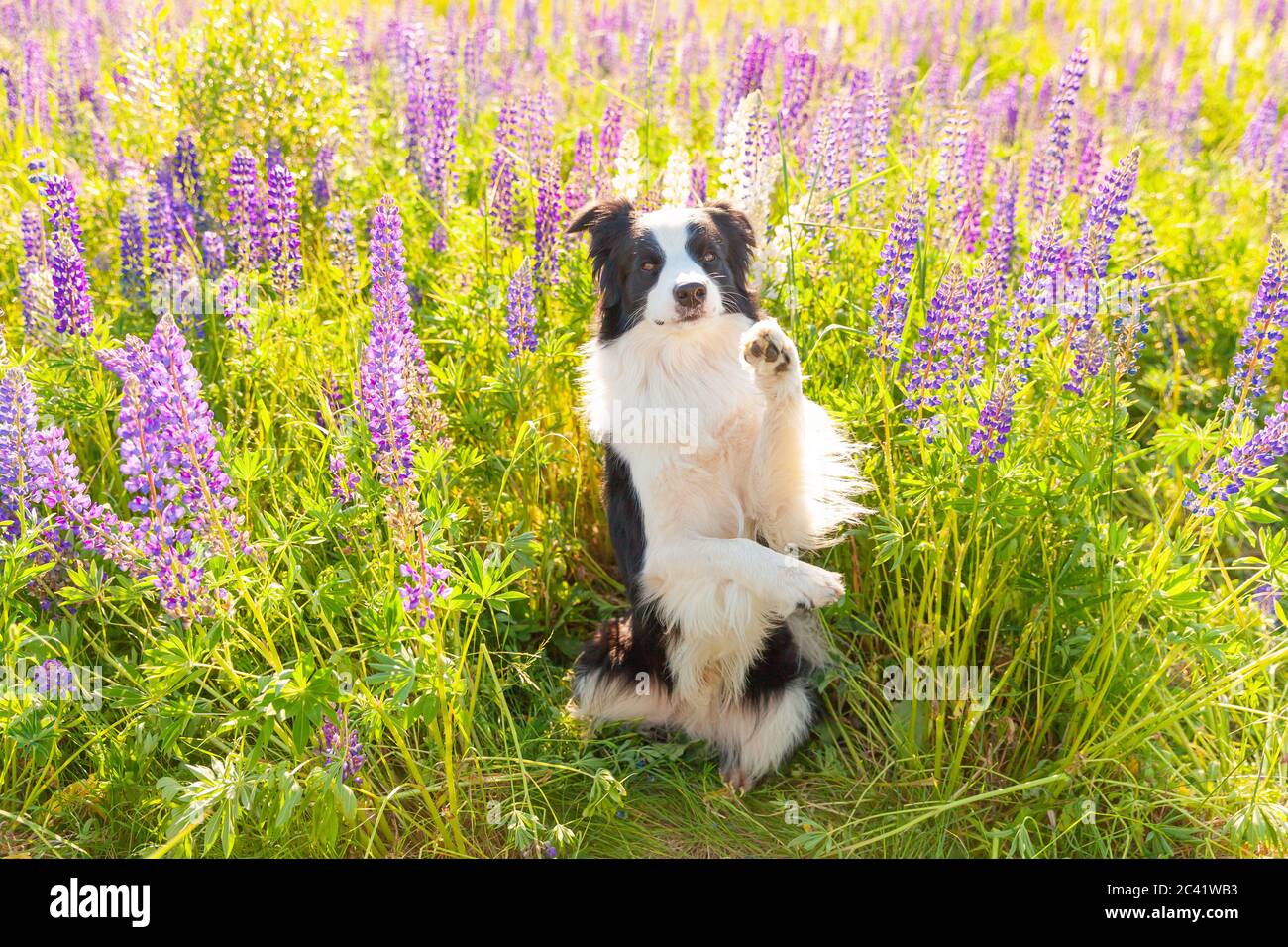 Outdoor-Porträt von niedlichen lächelnden Welpen Grenze Collie sitzt auf Gras violetten Blume Hintergrund. Lustige Gesicht kleinen Hund springen und geben Pfote. Tierpflege Stockfoto