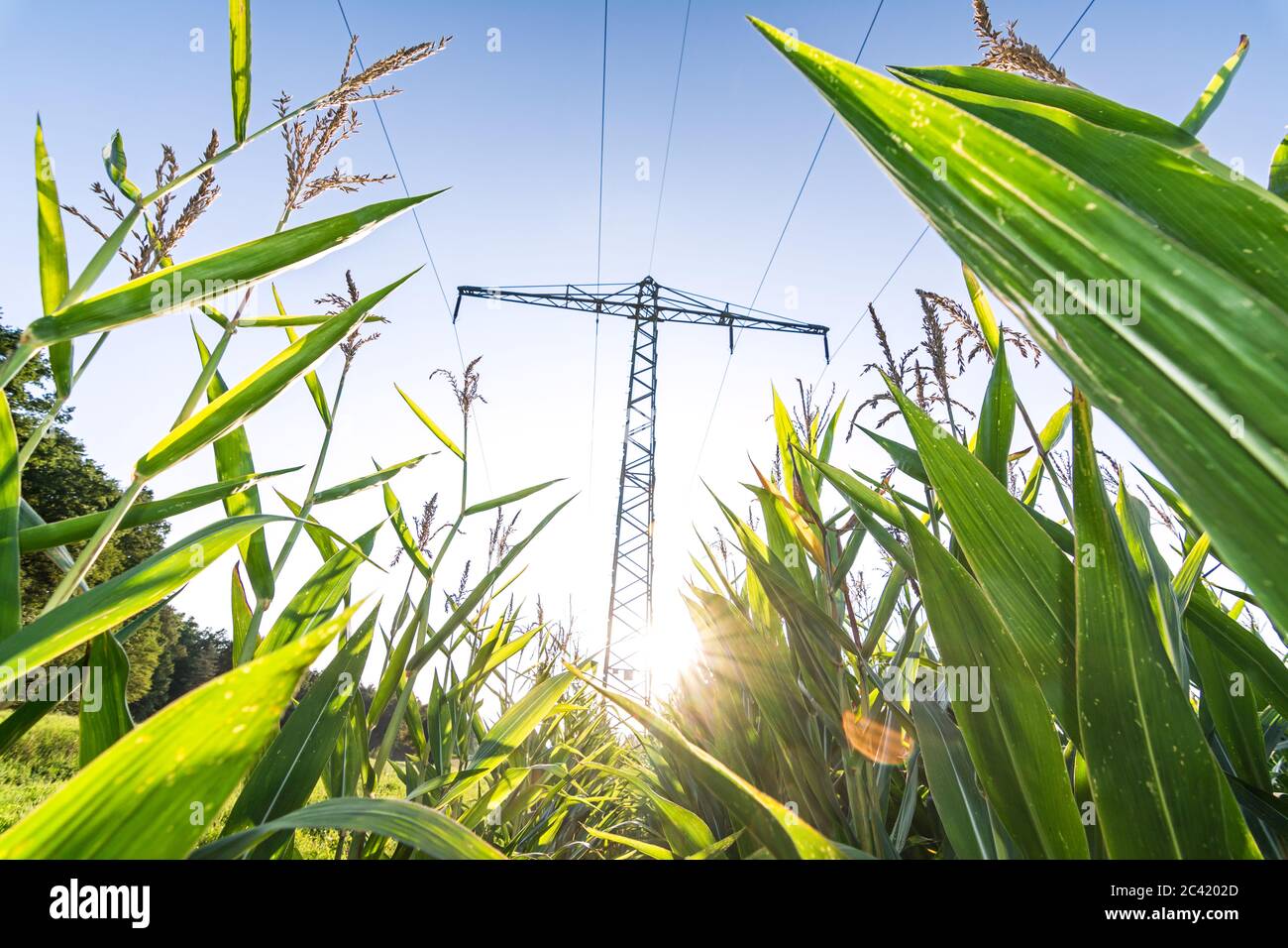 Stromleitung über Maisfeld und Sonne, die in die Kamera scheint, die grüne Energie symbolisiert Stockfoto