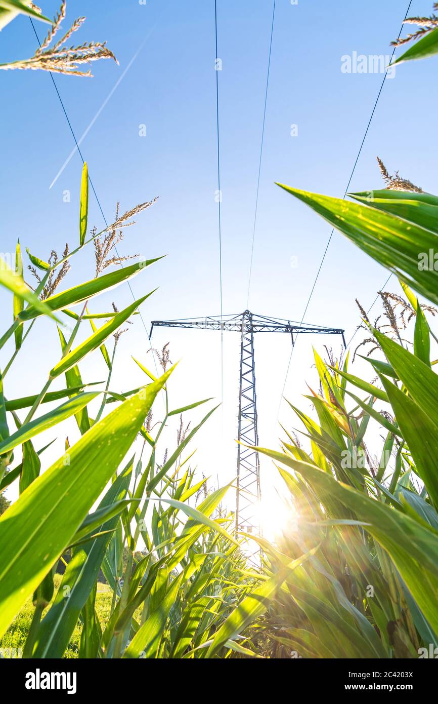 Vertikale Aufnahme der Stromleitung über Maisfeld und Sonne, die in die Kamera scheint, die grüne Energie symbolisiert Stockfoto