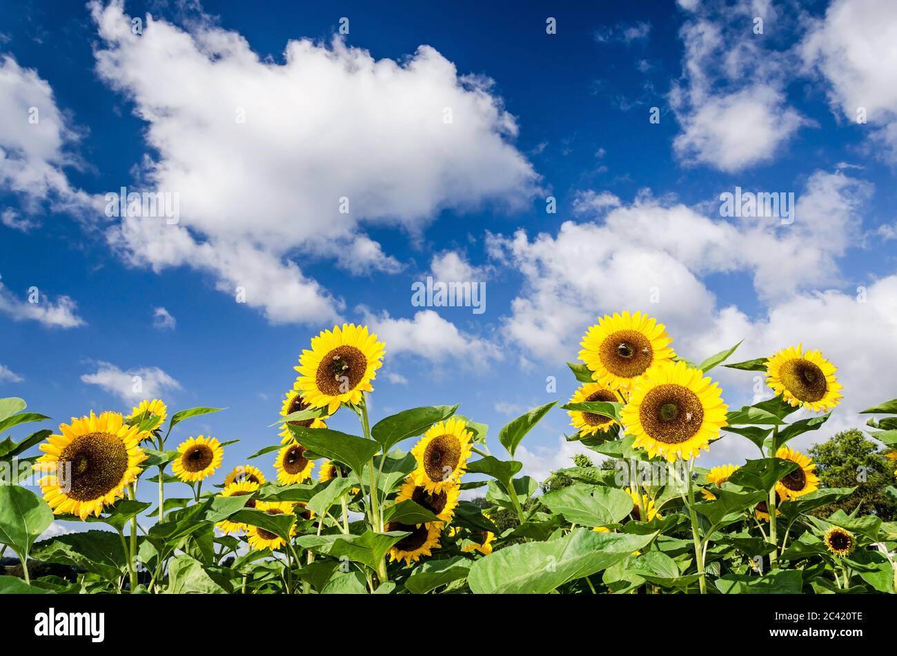 Sonnenblumen vor blauem Himmel mit ein paar Wolken Stockfoto