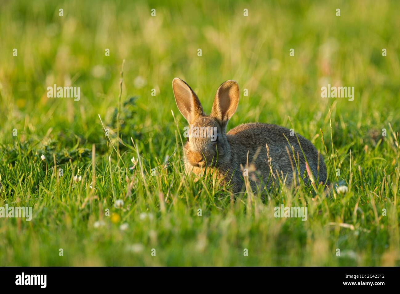 Wildes Kaninchen (Oryctolagus cuniculus) auf einer Wiese Stockfoto