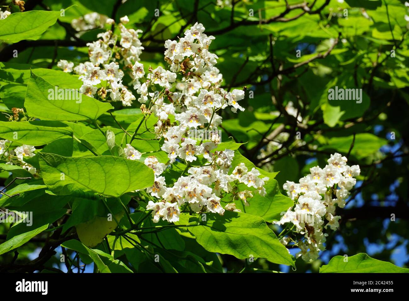 Südliche catalpa, Zigarrenkraume und Indische Bohnenbaum, gewöhnlicher Trompetenbaum, Catalpa bignonioides, szívlevelű szivarfa Stockfoto