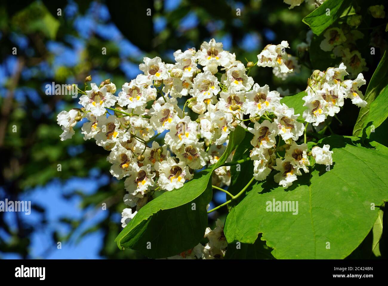 Südliche catalpa, Zigarrenkraume und Indische Bohnenbaum, gewöhnlicher Trompetenbaum, Catalpa bignonioides, szívlevelű szivarfa Stockfoto