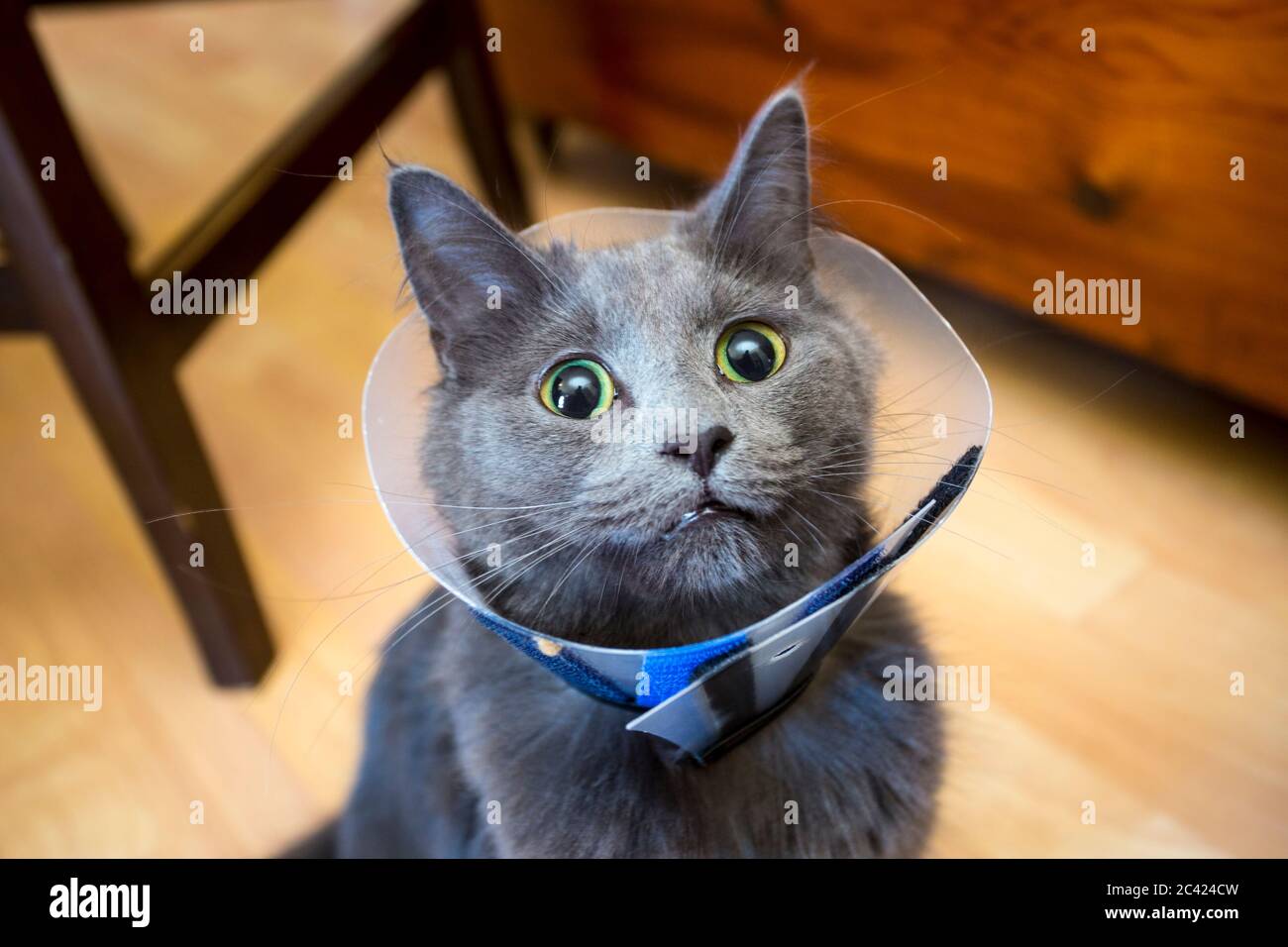 Katze mit schützendem Kunststoff vetinary Hals-Konus Stockfoto