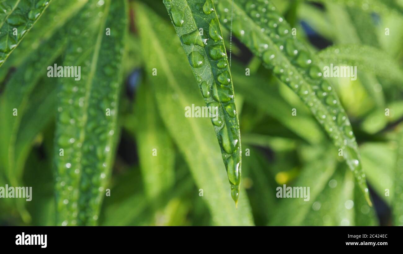 Schwanenpflanzen (Melkweed) mit Tau Stockfoto
