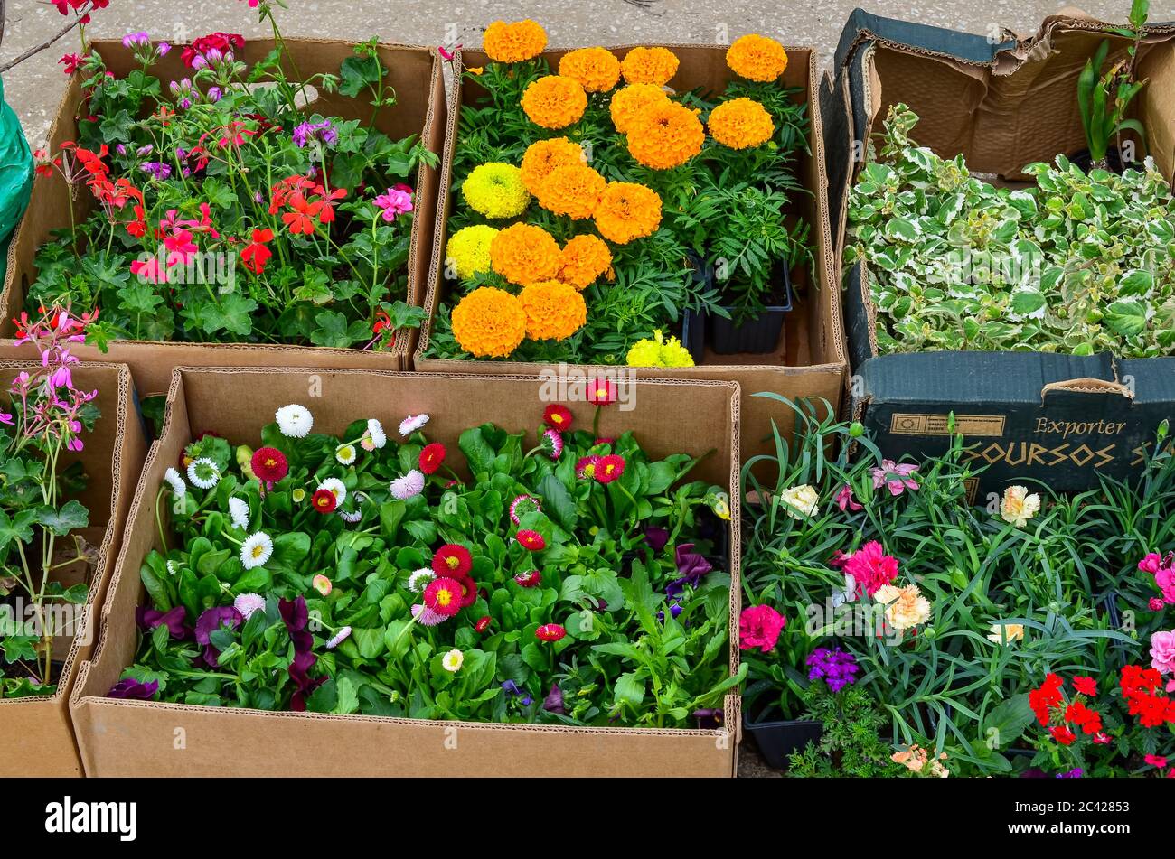 Setzlinge von verschiedenen Arten von Blumen in Kartons angeordnet, warten auf den Großmarkt verkauft werden Stockfoto
