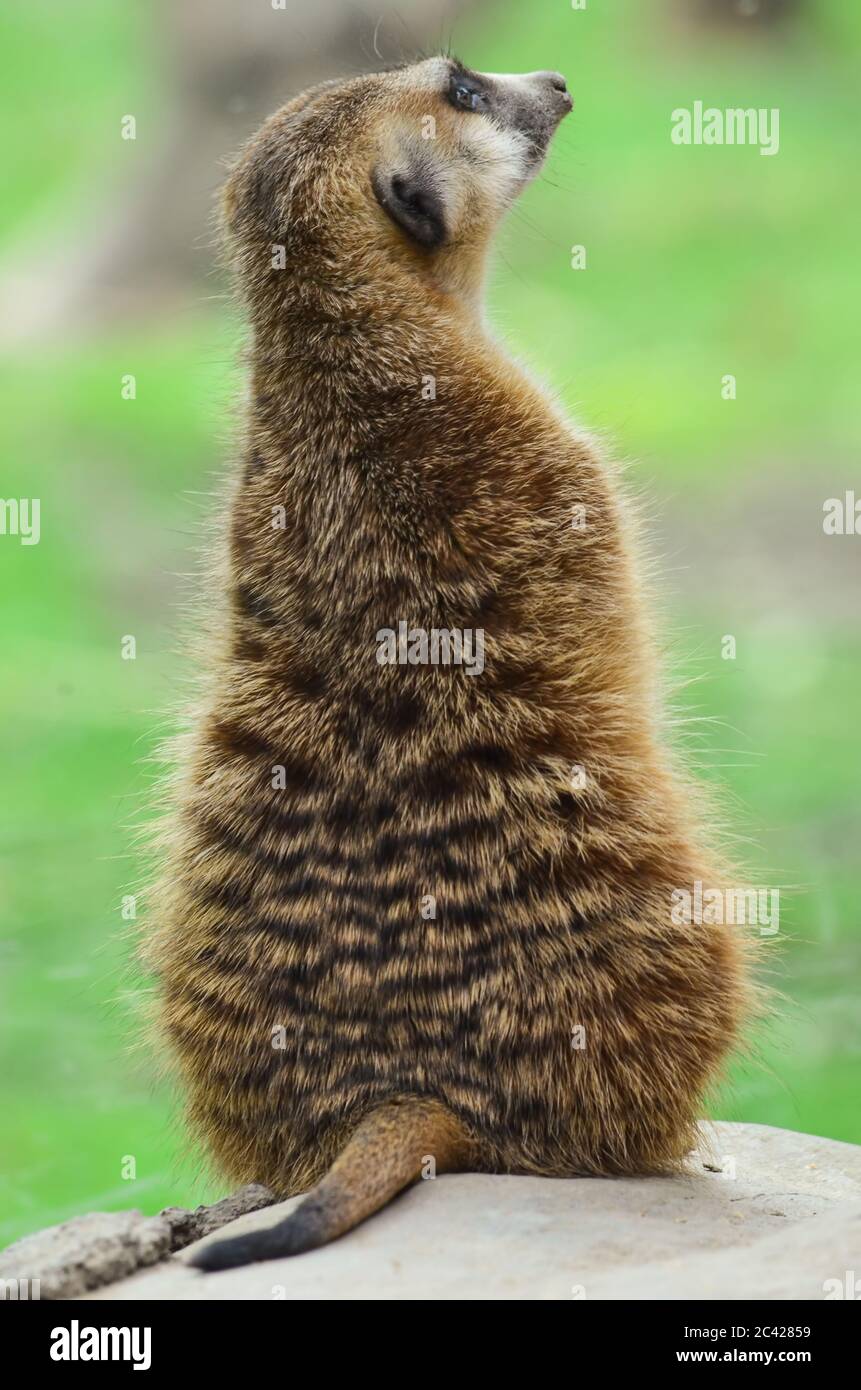 Erdmannchen Auf Wachdienst Beobachten Blick Von Hinten Stockfotografie Alamy