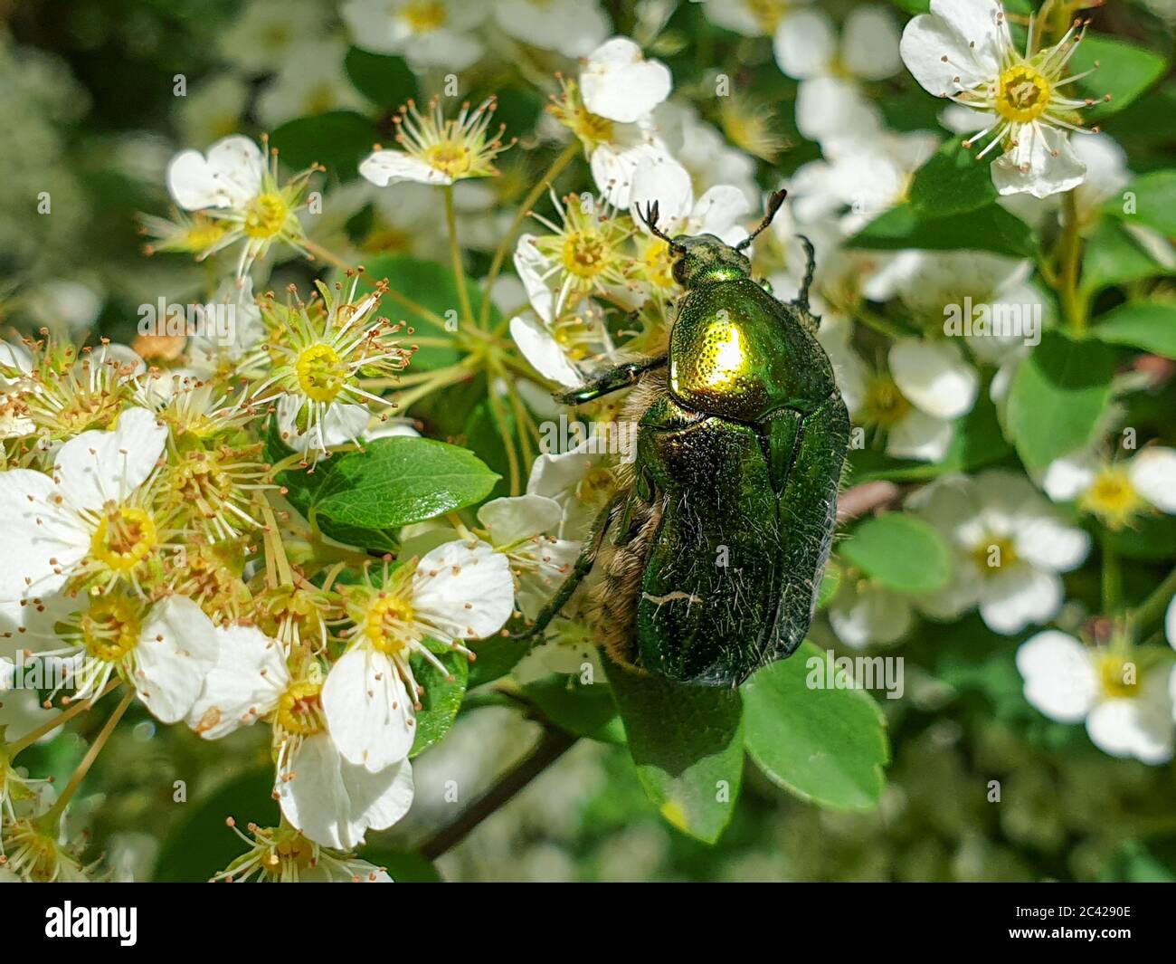 Nahaufnahme von europäischem Rosenschäfer (Cetonia aurata) oder grünem Rosenschäfer-Insekt auf Pflanzen in Garten bestäubende Vegetation, im Sommer Stockfoto