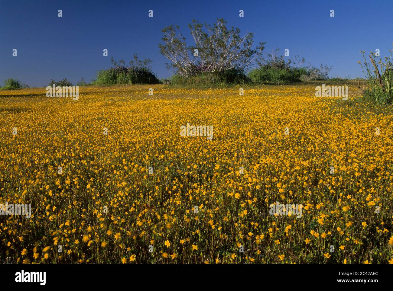 Goldfields, Desert Tortoise Natural Area, Kalifornien Stockfoto
