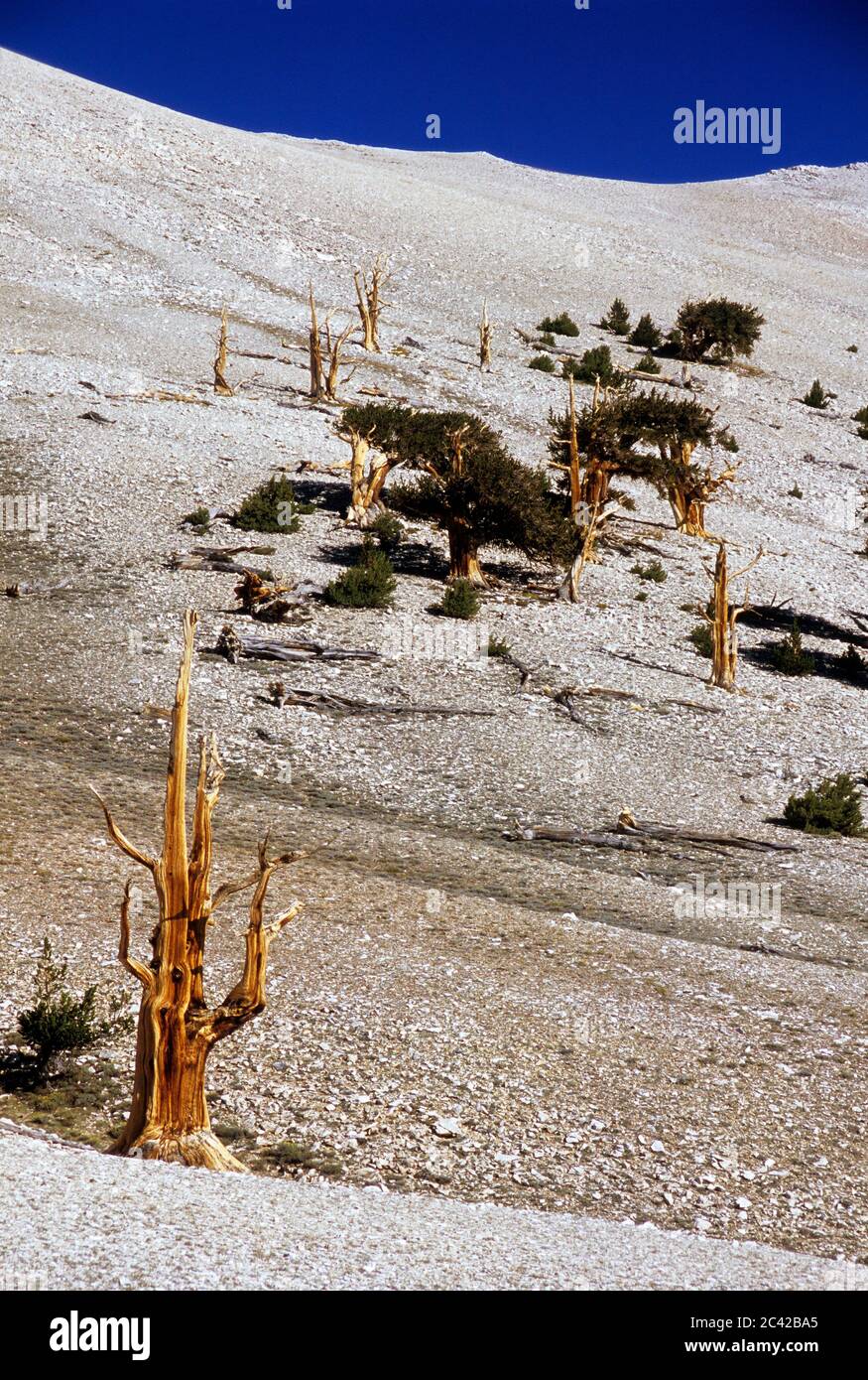 Bristlecone Kiefer bei Patriarch Grove, Ancient Bristlecone Pine Forest, alten Bristlecone National Scenic Byway, Inyo National Forest, Kalifornien Stockfoto