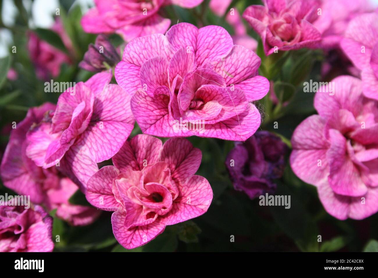 Frisch blühende Blumen. Stockfoto