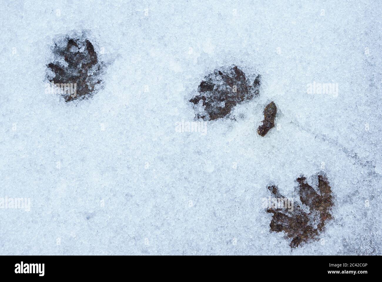 Tierspur fußabdruck igel Fotos und Bildmaterial in hoher Auflösung
