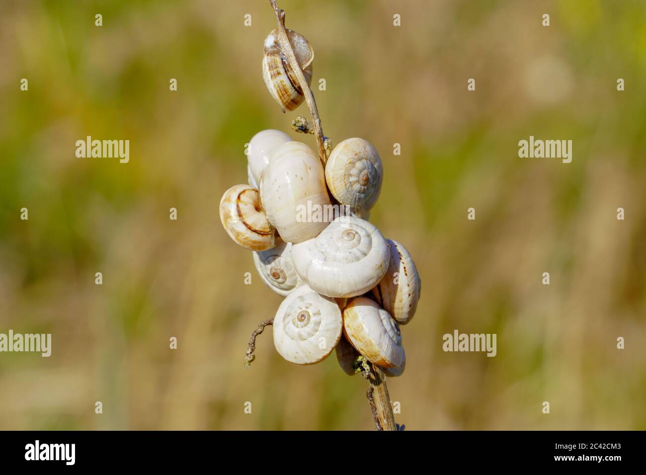 Kleine braun-weiße Schnecken auf dem Stiel des Grases Stockfoto